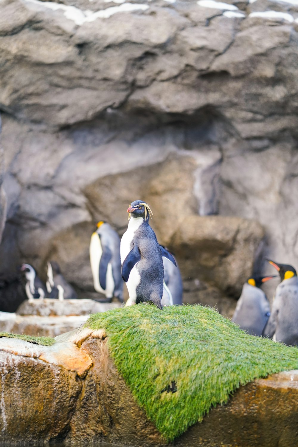 flock of penguin standing