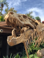 A close-up view of a dinosaur skeleton, focusing on the skull with sharp teeth and large eye sockets. The background shows foliage and a blue sky, suggesting an outdoor setting in a themed environment.