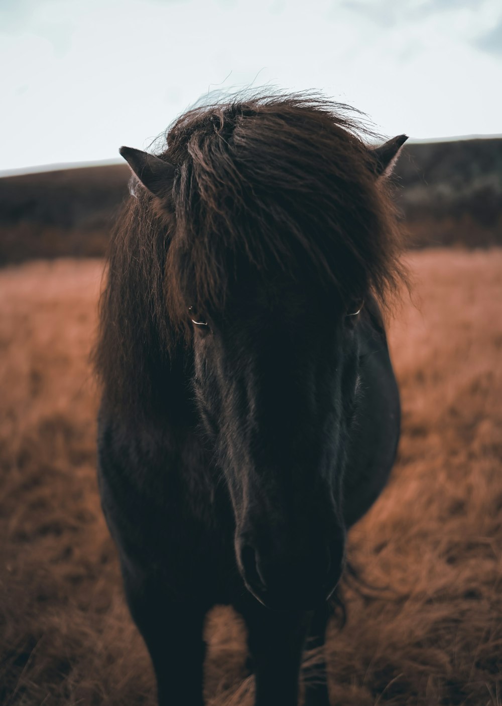 selective focus photography of black horse during daytime