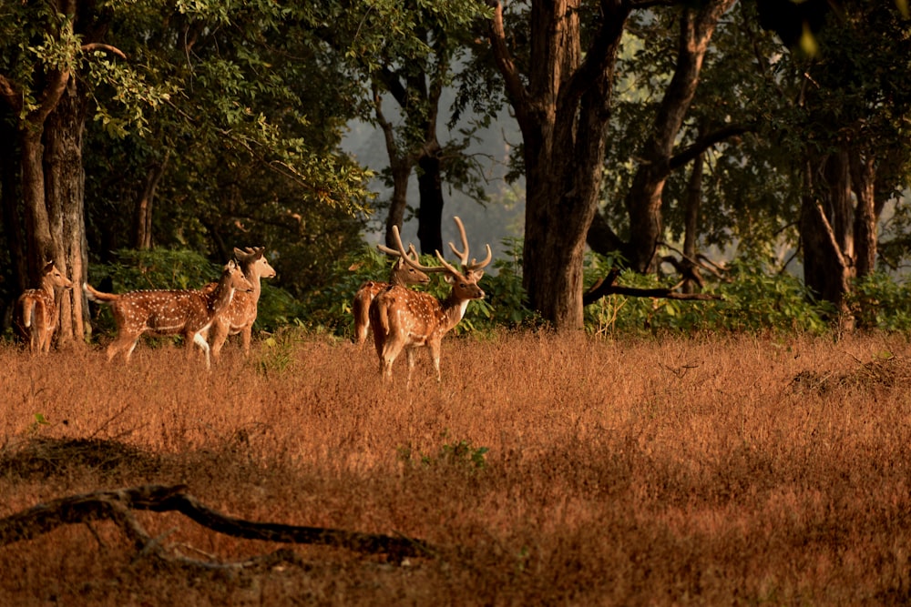 herd of deer at the safari