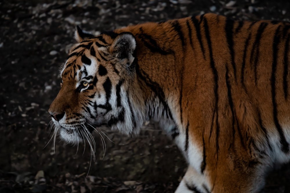 selective focus photography of Bengal tiger