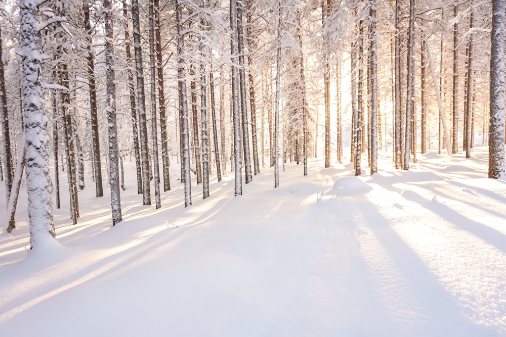 alberi marroni circondati dalla neve