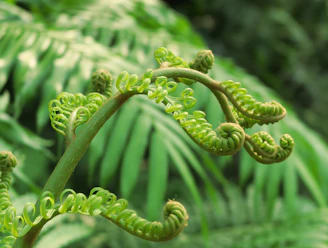 Close-up of a vibrant fern with delicate fronds unfurling, set against a minimalist white background.