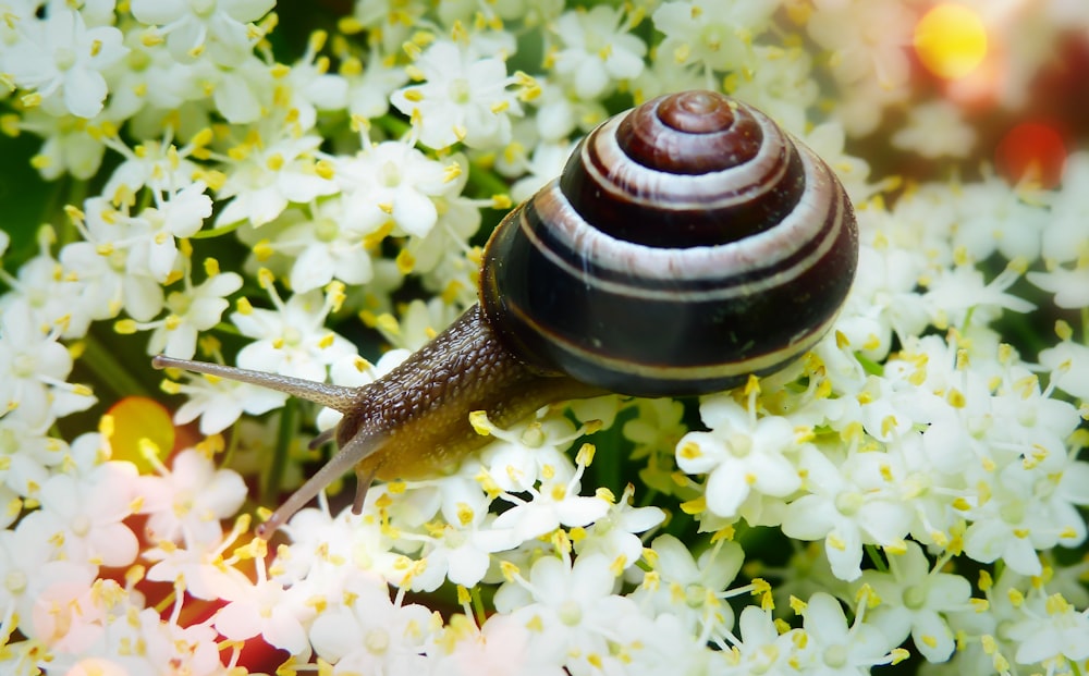 snail on white flowers