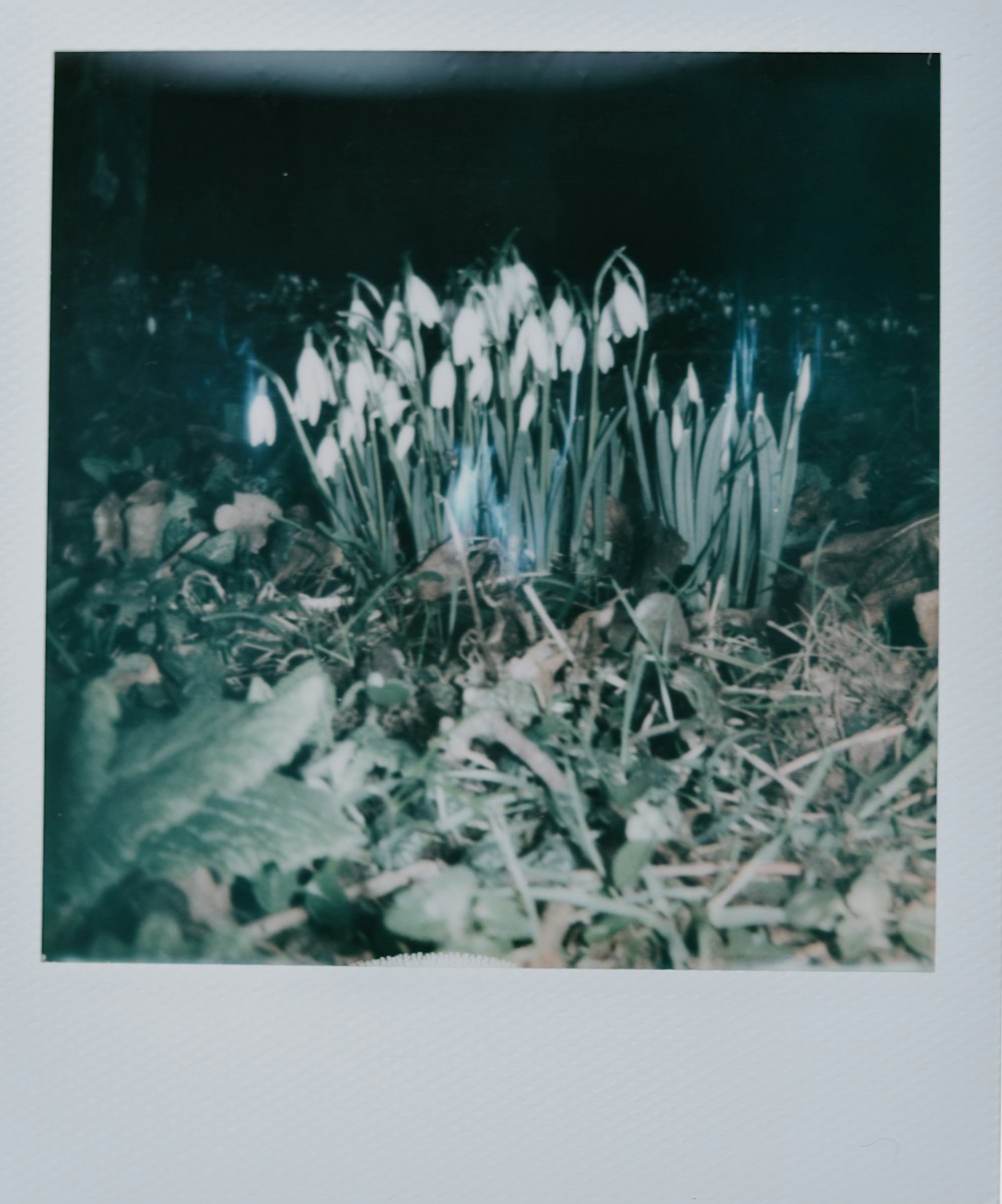 white flowers with green leaves