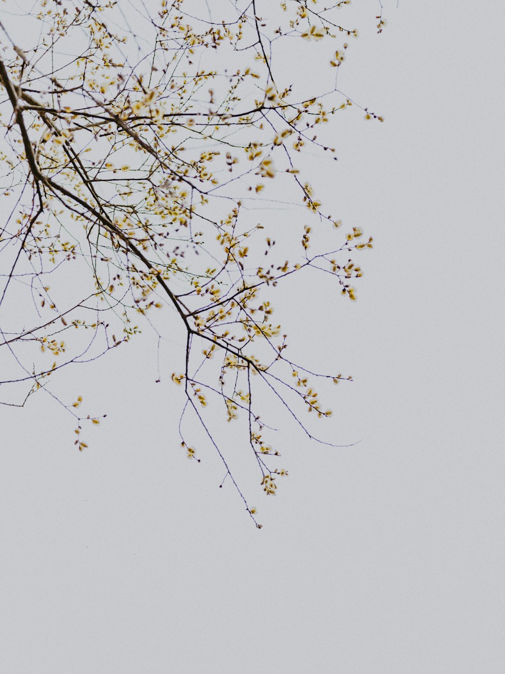low-angle photography of yellow-leafed tree