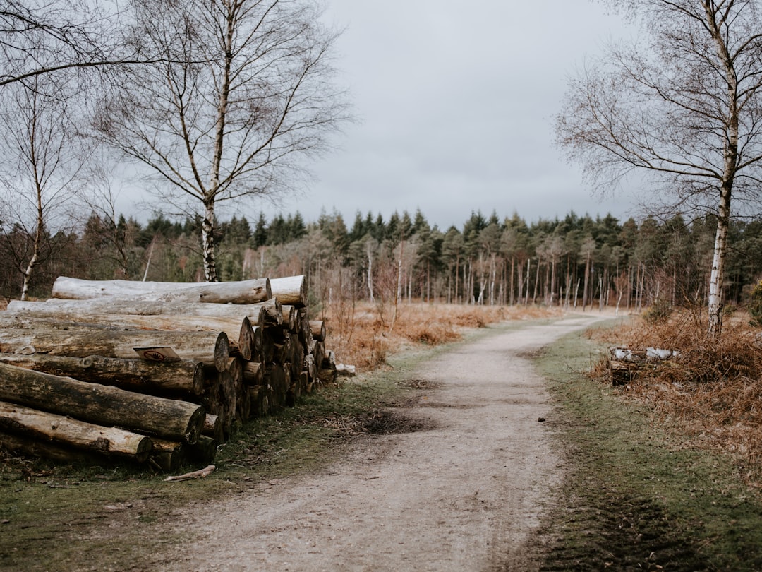 tree logs near dirt road during daytime