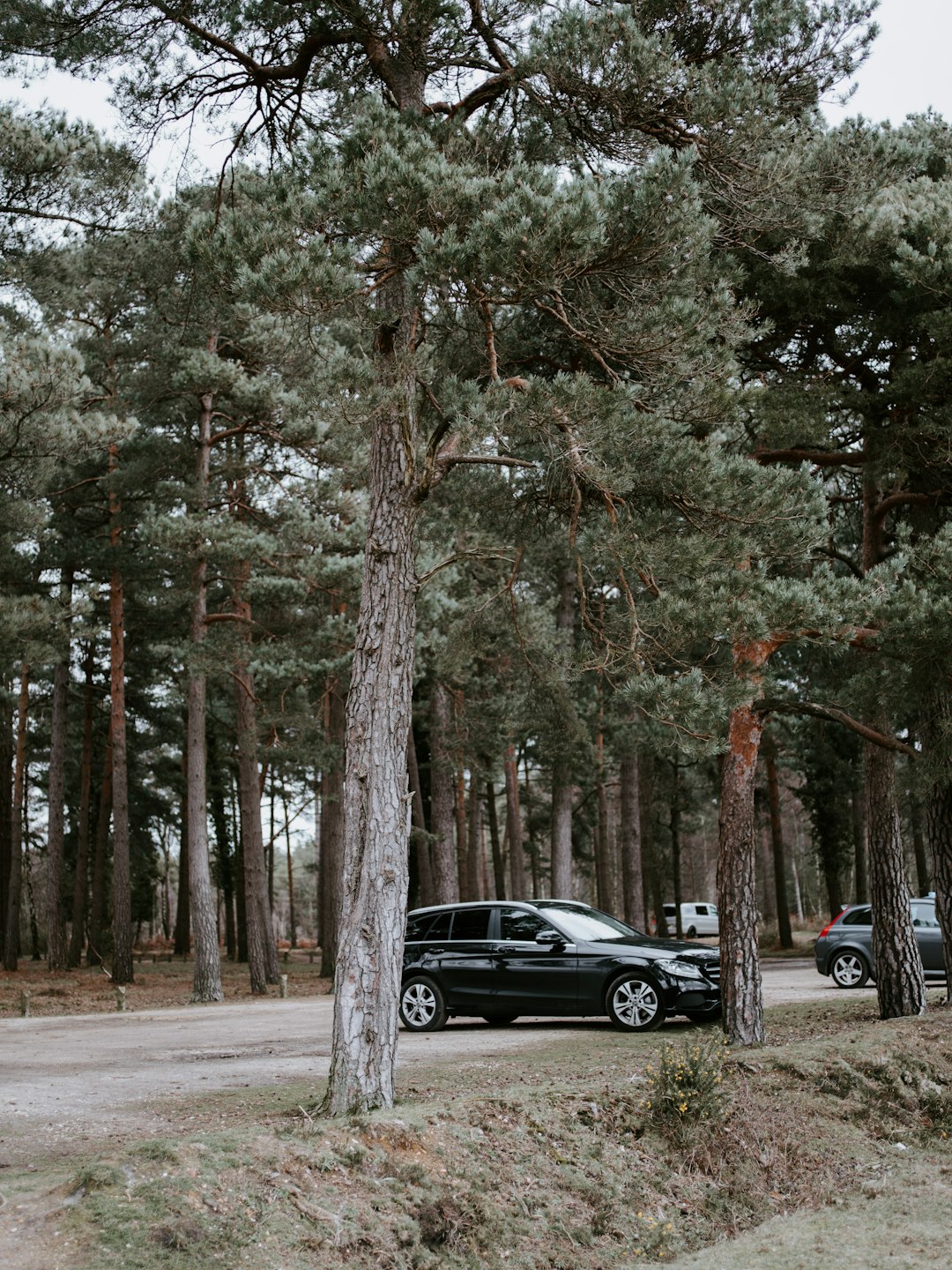 black car parked beside trees