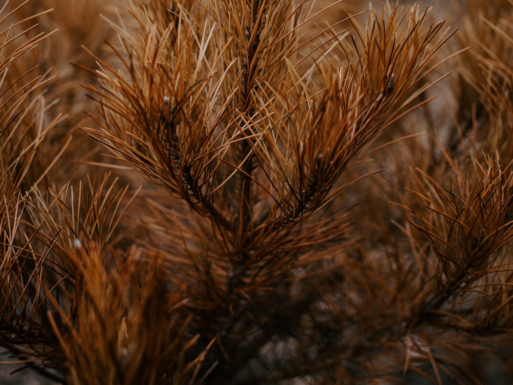 close up photography of dried plant