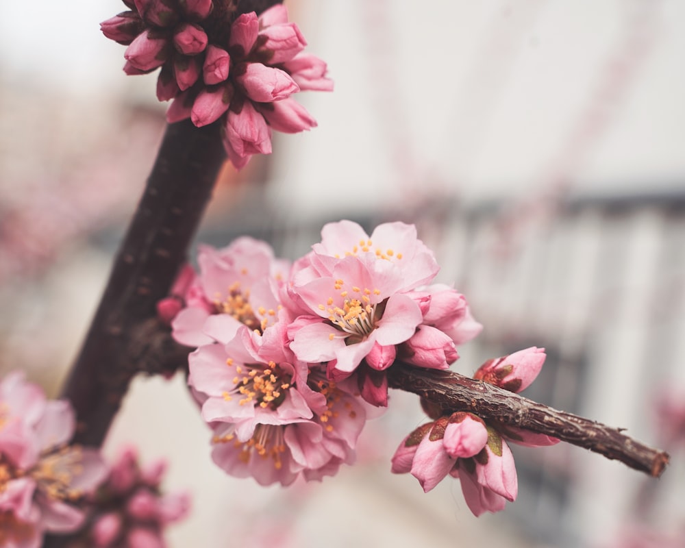 pink Cherry Blossom flower