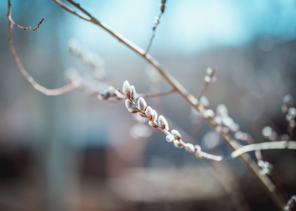 a close up of a tree branch with leaves