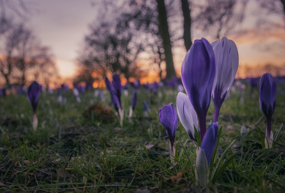 purple-petaled flowers