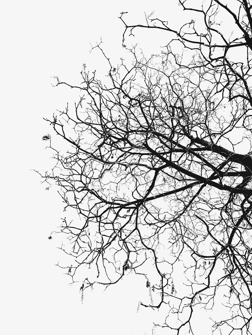 photographie de silhouette d’arbre