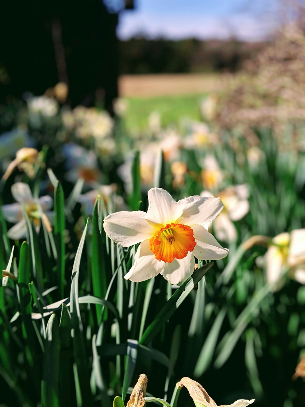 white daffodils flower field during daytime