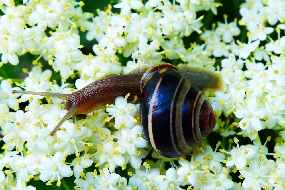 selective focus photography of brown snail