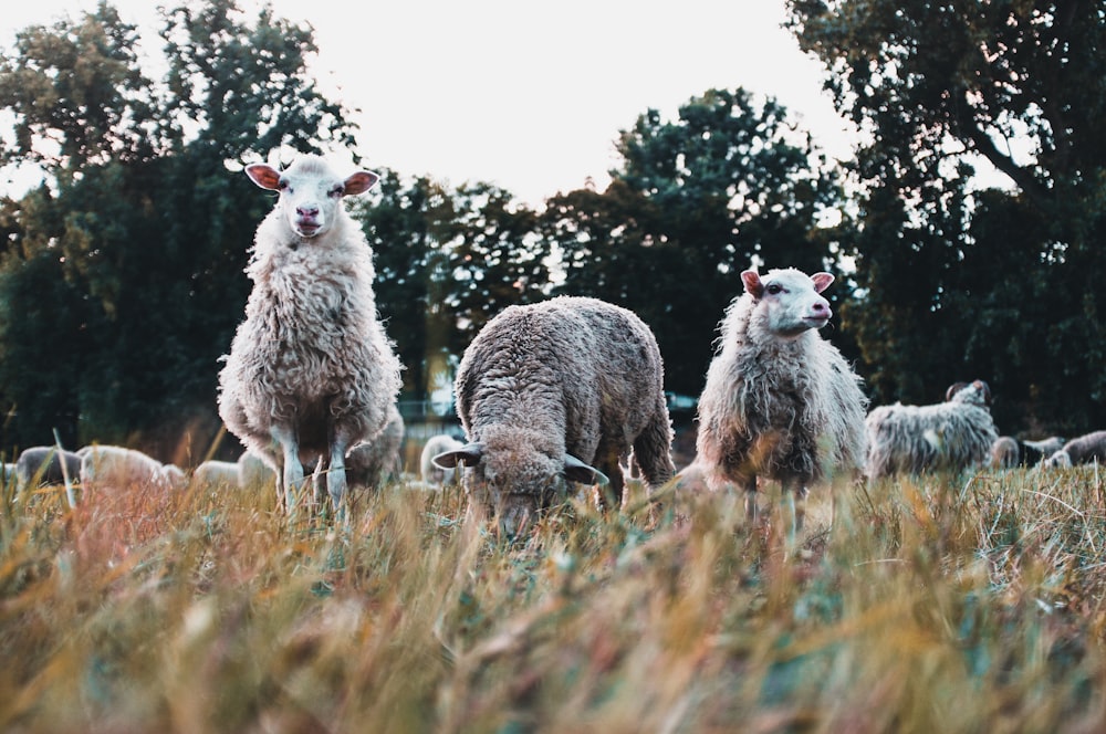 drei weiße Schafe auf Gras