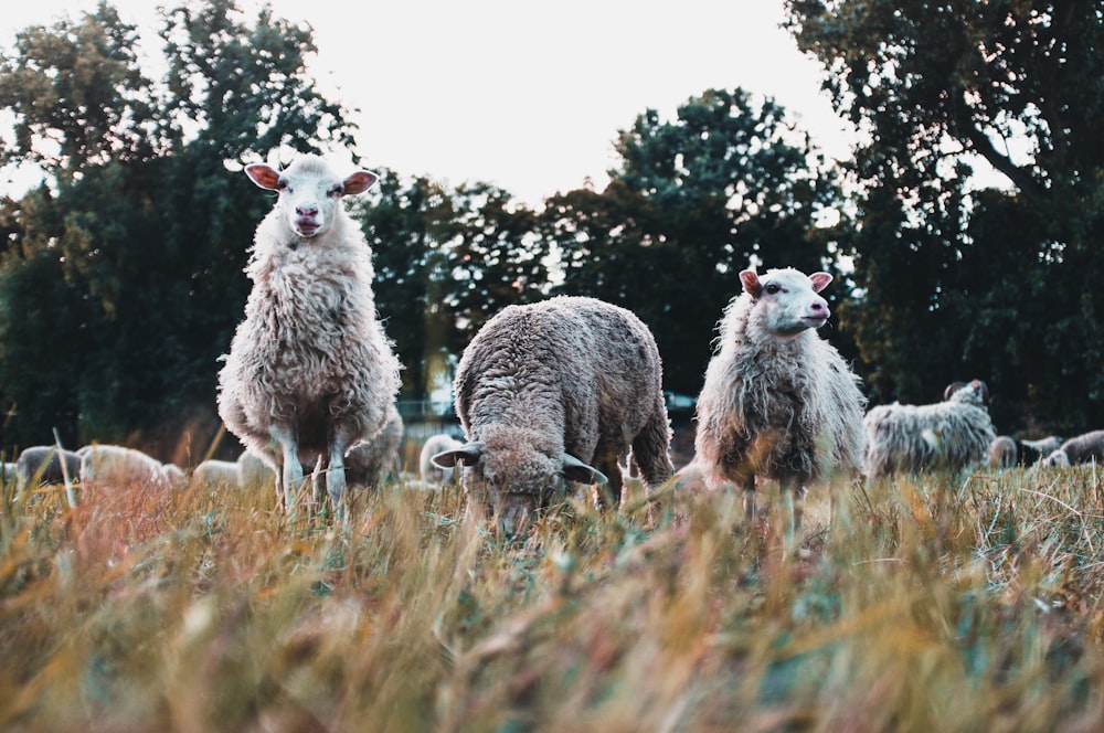 three white sheeps on grass