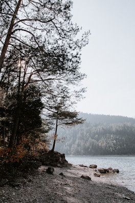 Float tent suspended between tall pine trees over rocky terrain at dawn.