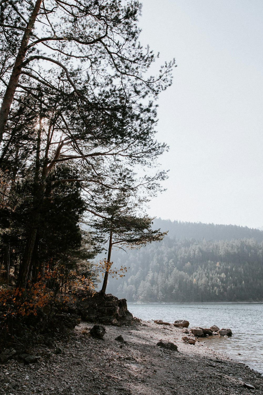 view of lake near trees