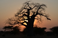 Portrait of an elder sharing a story under a baobab tree at sunset.