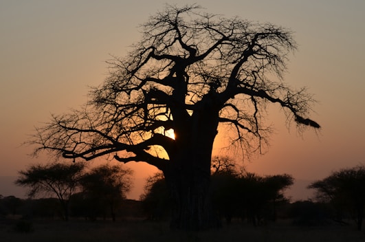 An ancient African storyteller sharing fables under a baobab tree at sunset.