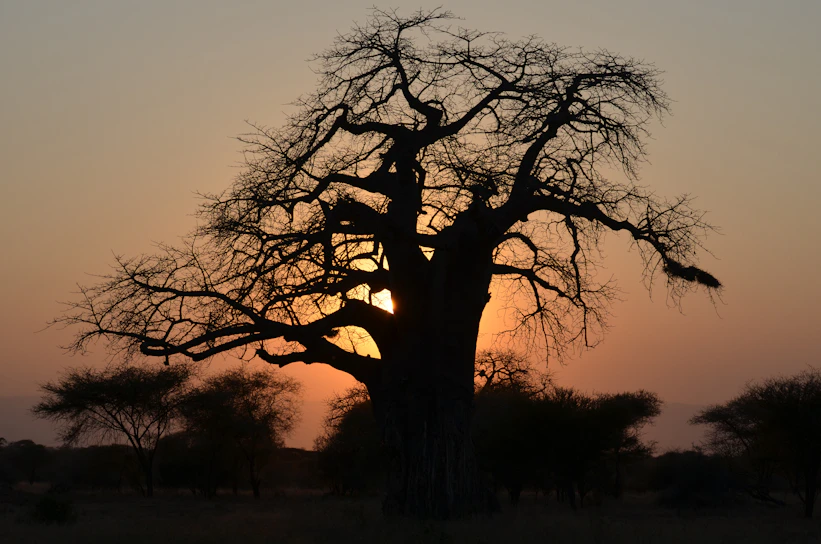 Portrait of a Myènè elder sharing stories beneath a baobab tree at sunset.
