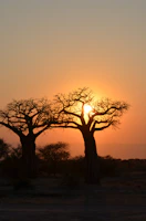 Couple admiring the unique baobab trees silhouetted against a golden sky