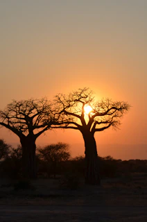 Sunset over the Botswana landscape with silhouettes of baobab trees near Gaborone.