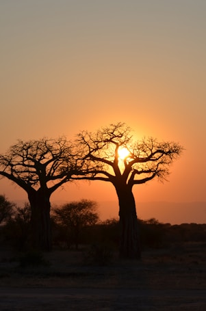 Two large baobab trees are silhouetted against a vibrant sunset, with the sun setting directly behind one of the trees, creating a glowing halo around its branches. The sky transitions from a deep orange near the horizon to a soft blue higher up, casting a warm glow over the landscape. Sparse vegetation and other trees are visible in the background.