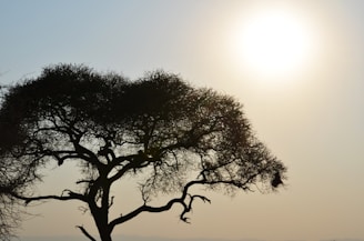 A serene sunrise over a family tree symbolizing lasting legacy and growth.