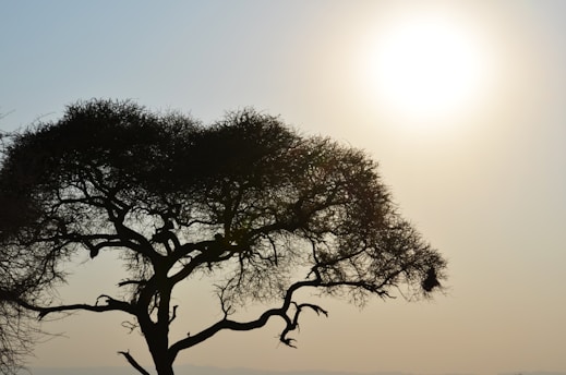 A serene sunrise over a family tree symbolizing lasting legacy and growth.