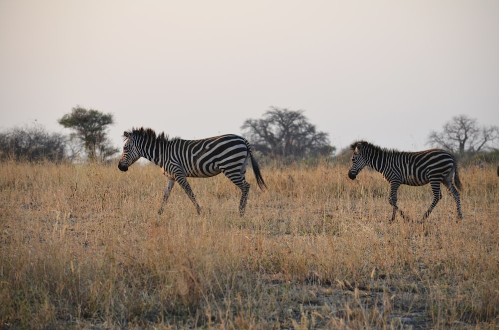 two zebras walking on brown grass fields