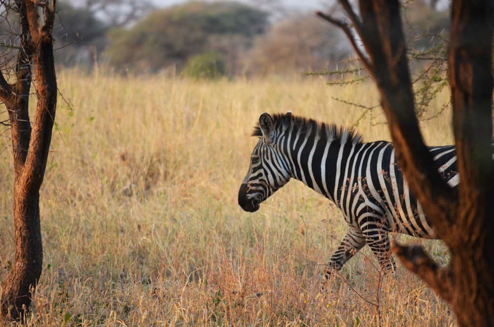 selective focus photography of zebra
