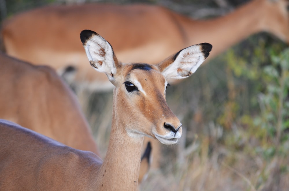 selective focus photography of deer