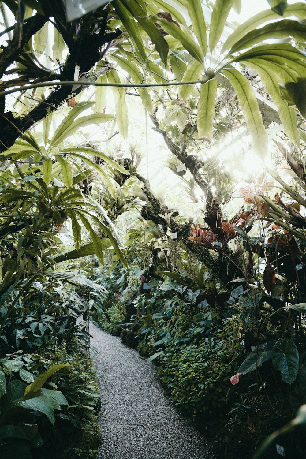 a path through a lush green forest filled with lots of plants