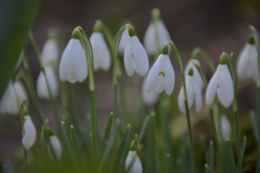 white-petaled flowers