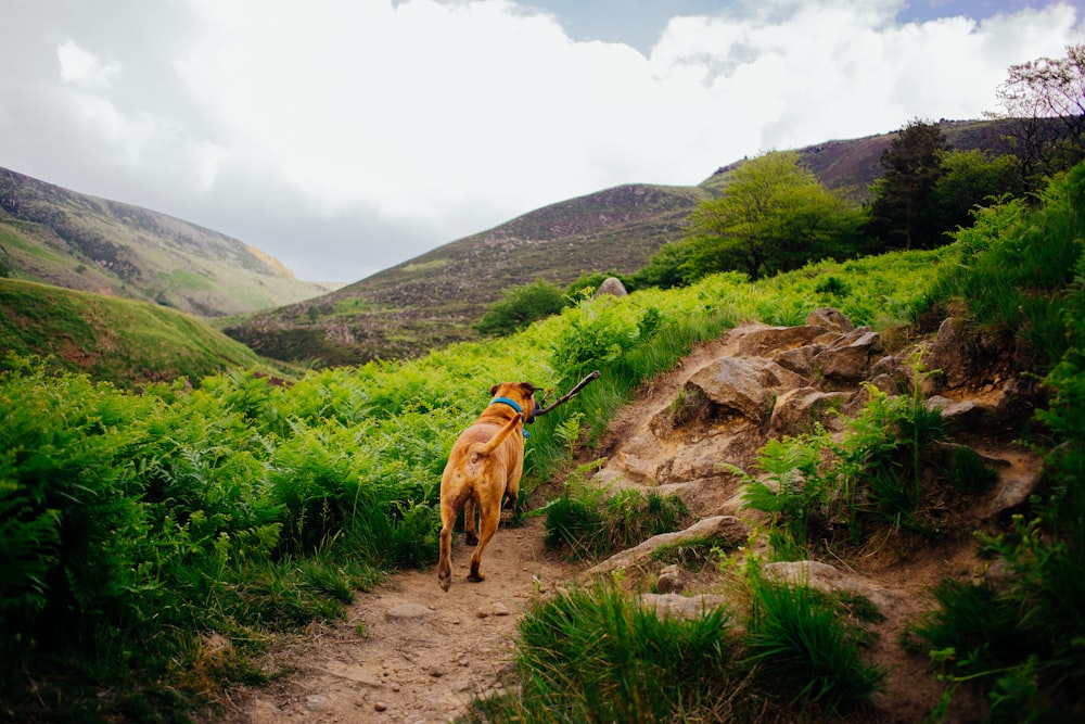 brown short-coated dog on pathway