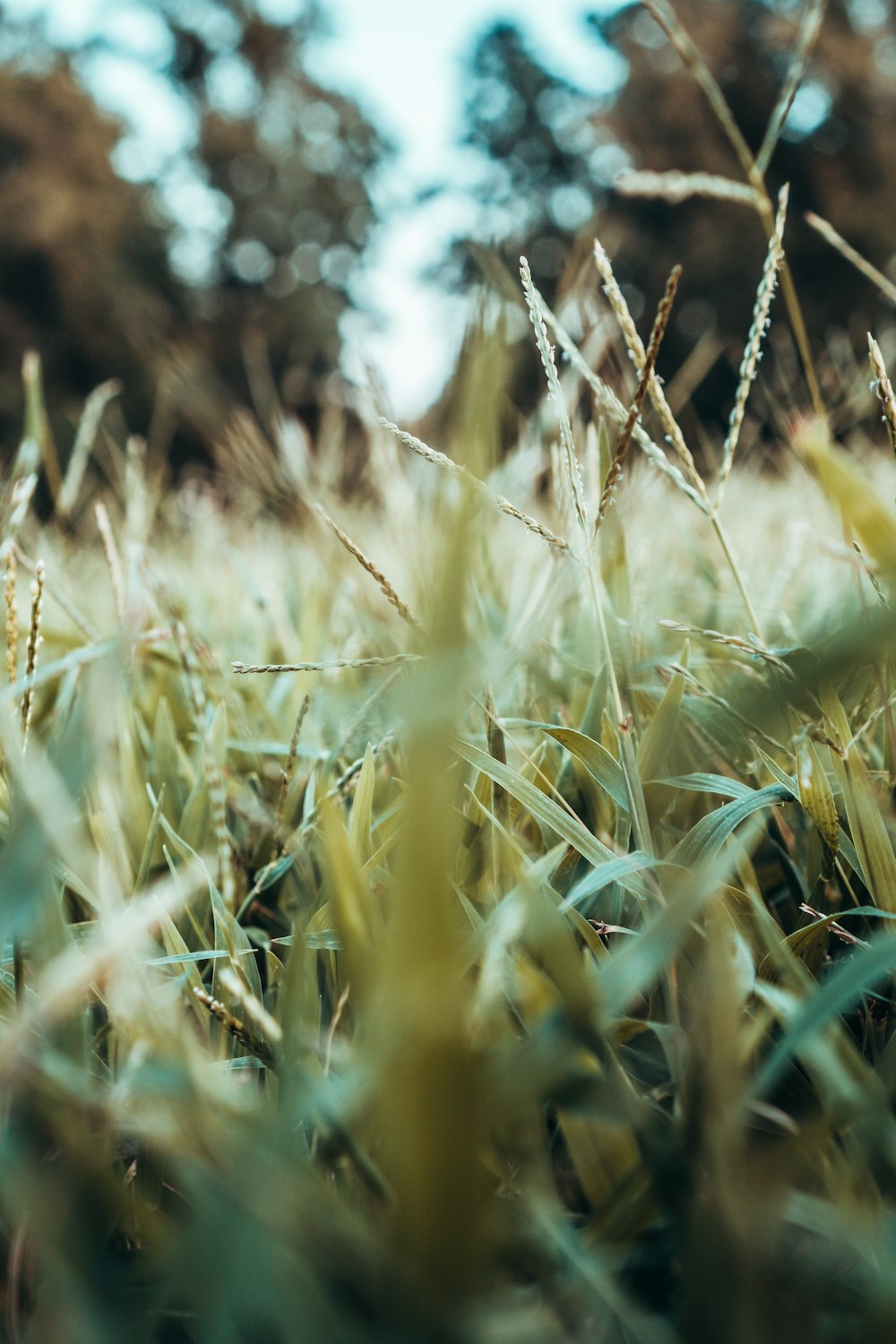 brown and green leaf plant