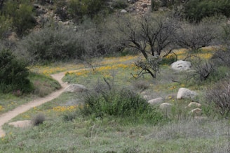 Wildflowers blooming along a winding trail through the retreat’s natural landscape.