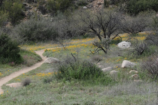 A winding pathway bordered by wildflowers and native plants, inviting peaceful strolls.