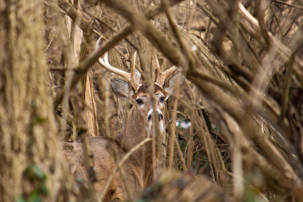 selective focus photography of brown deer