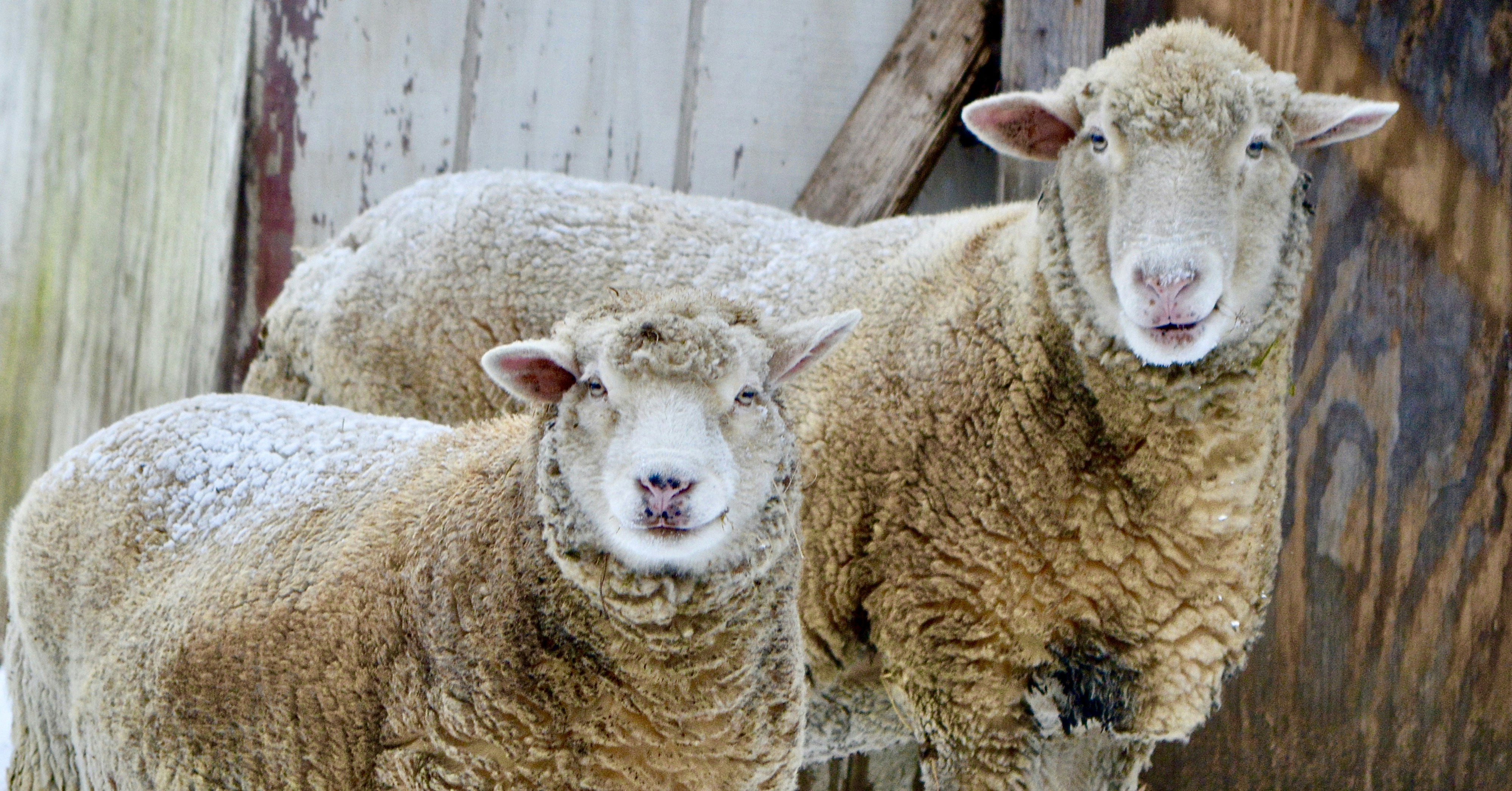 two llamas near brown wooden shed