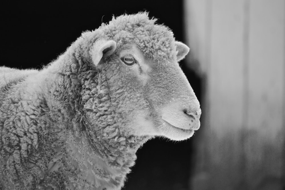 a black and white picture of a lamb
