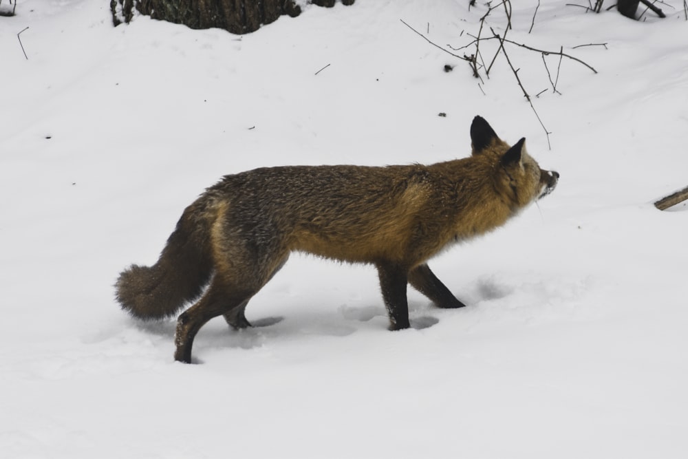 brown fox on snow