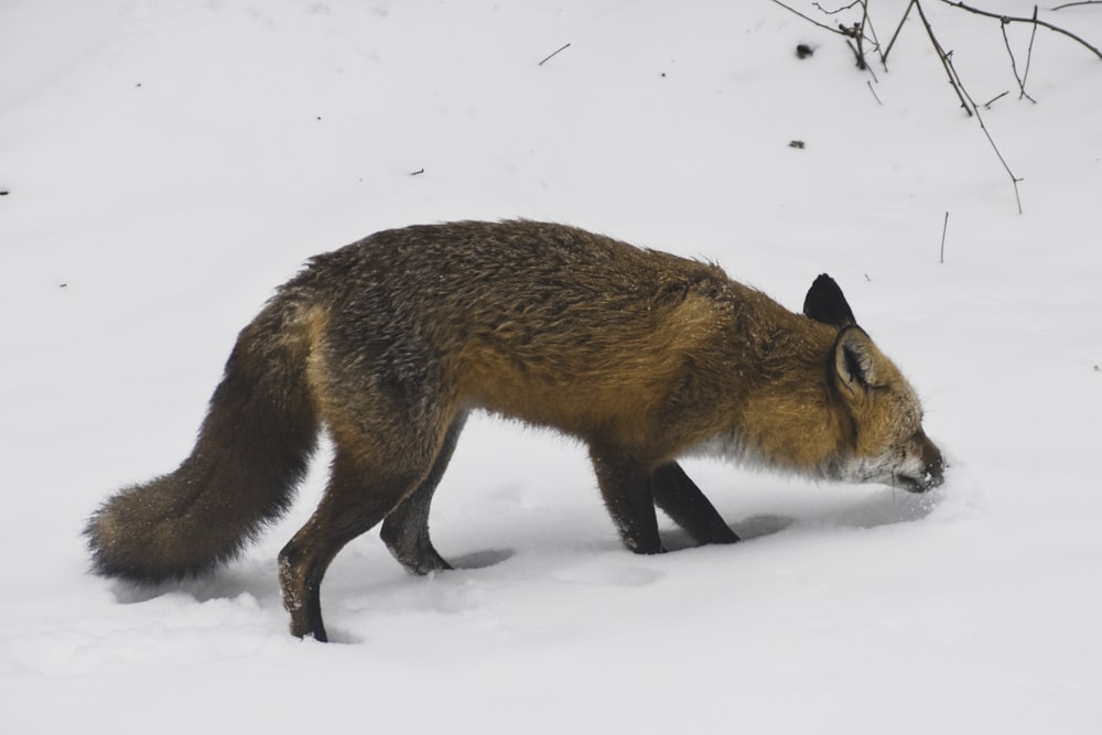 orange fox on snow