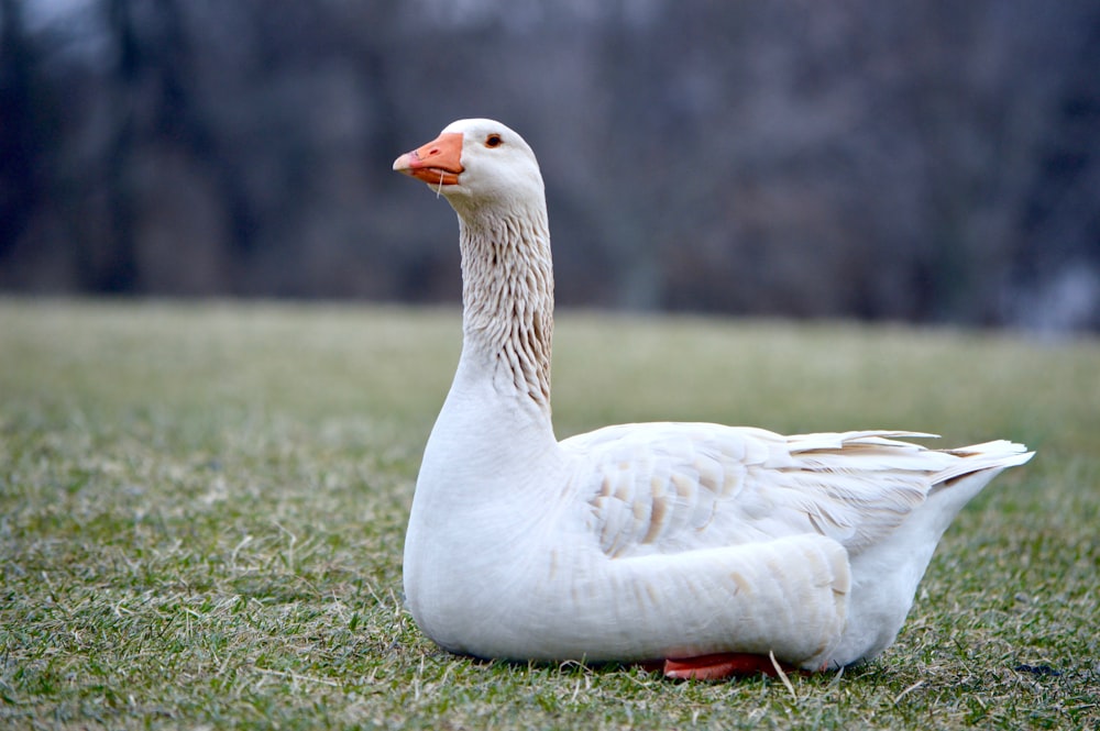white duck on grass field