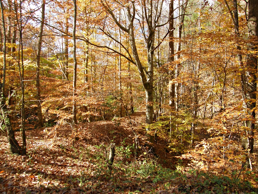 brown-leafed tree