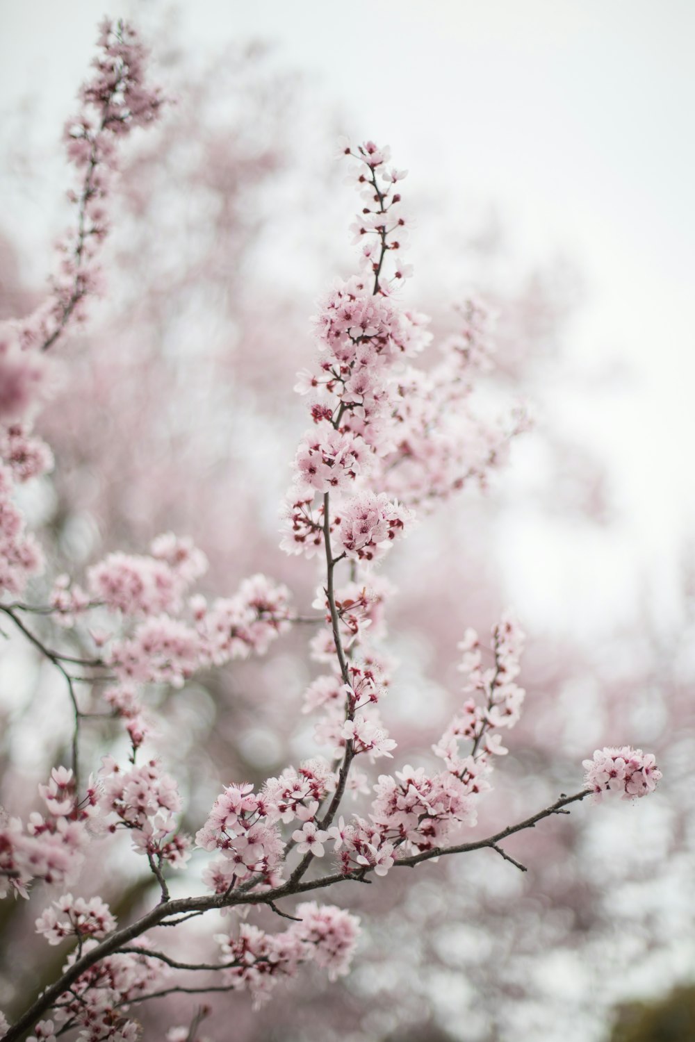 낮에 벚꽃을 찍는 선택적 초점 촬영