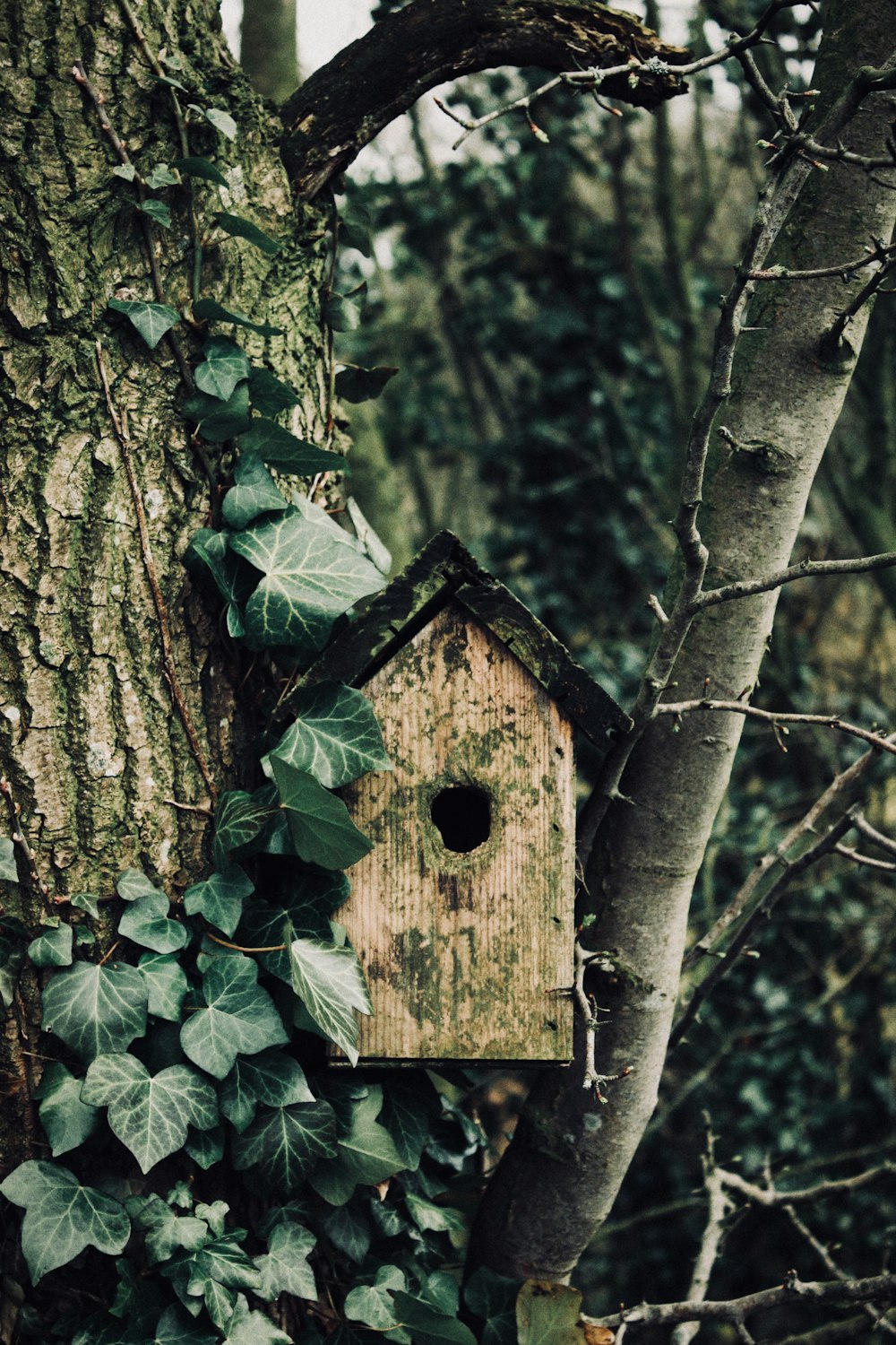 selective-focus photograph of birdhouse