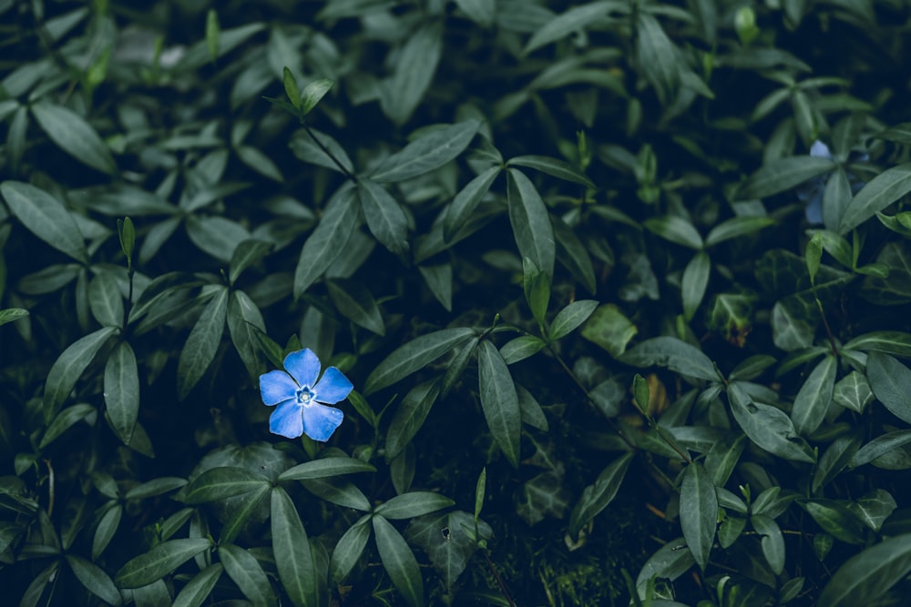 blue-petaled flower